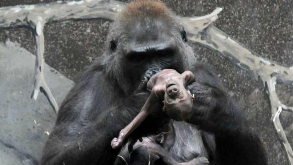 Gorilí máma Dian nechápe, že její dcerka už se nikdy neprobudí.