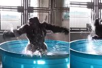 Tak tahle gorila má pořádnou radost z vody! Podívejte se, jak tančí v bazénku
