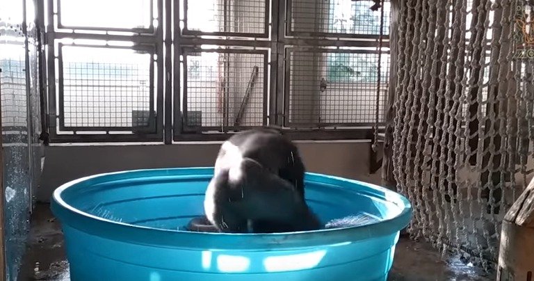 Gorila Zola se koupala v bazénku a z radosti začala tančit.
