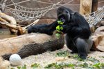 Gorilí samec Richard budí respekt, i když to vypadá, že se usmívá do objektivu