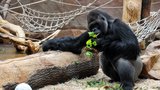Den s gorilami: Snídaně s Richardem, zlobení s Kiburim