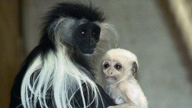 Desetidenní opička se svojí starostlivou mámou Vivou