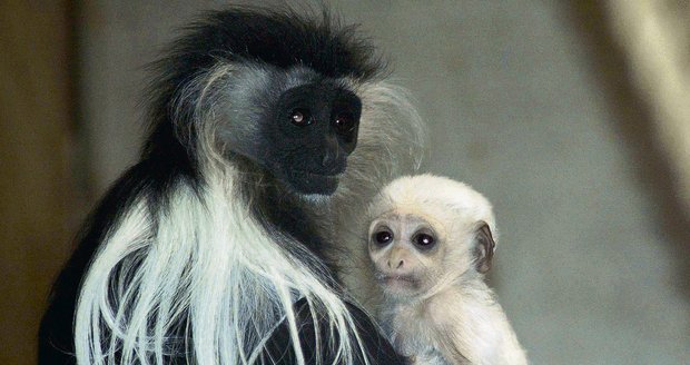 Desetidenní opička se svojí starostlivou mámou Vivou