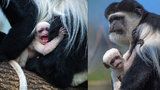 V zoo se chystají opičí křtiny! Čtenáři Blesku vybrali jméno pro mládě guerézy pláštíkové