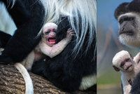 V zoo se chystají opičí křtiny! Čtenáři Blesku vybrali jméno pro mládě guerézy pláštíkové