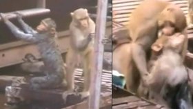 Opičák zachránil chlupatého kamaráda od smrti