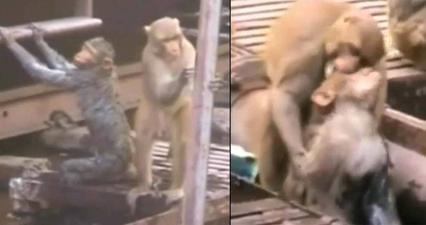 Opice zachránila kamaráda zasaženého proudem: Oživovala ho kousáním i vodou!