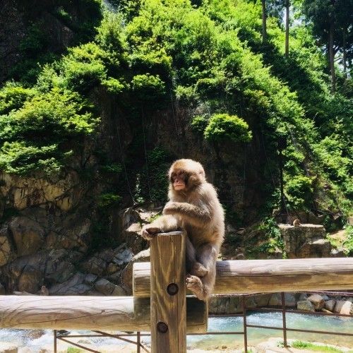 Opice si v resortu užívají horké koupele.