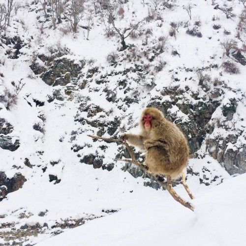 Opice si v resortu užívají horké koupele.