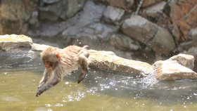 Opice si v resortu užívají horké koupele.