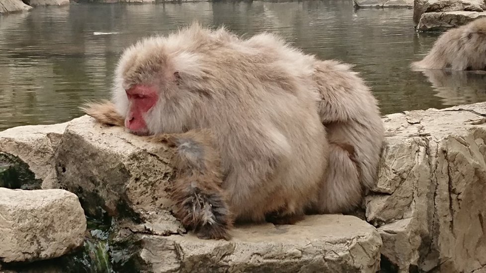 Opice si v resortu užívají horké koupele.