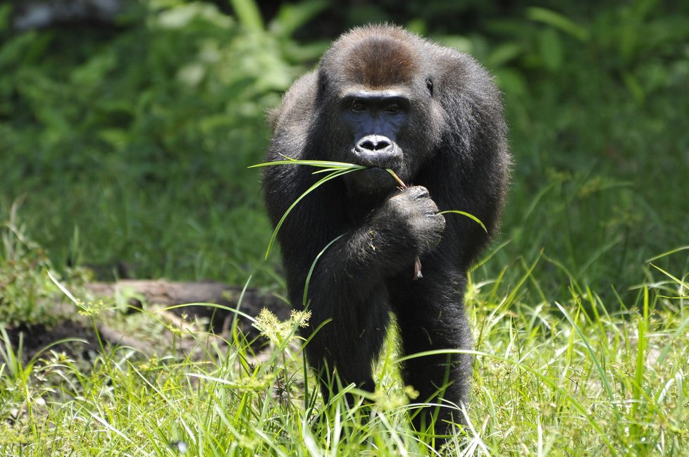 Zoo Praha se snaží ochránit pomocí osvěty gorily v Kamerunu a konkrétně v oblasti biosférické rezervace Dja.