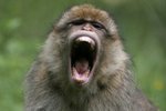 Dátě zabil nejspíše makak jávský, kterých  je v Malajsii nejvíce