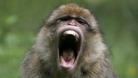 Dátě zabil nejspíše makak jávský, kterých  je v Malajsii nejvíce