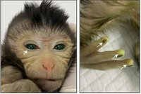 Čínští vědci ukázali opičího mutanta: Makaka se zelenými prsty a svítícíma očima stvořili pomocí kmenových buněk