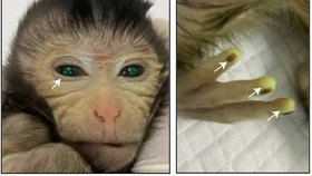 Čínští vědci stvořili pomocí kmenových buněk opičího mutanta.