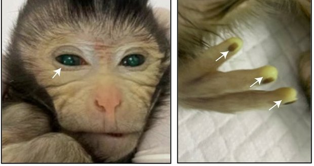 Čínští vědci stvořili pomocí kmenových buněk opičího mutanta.