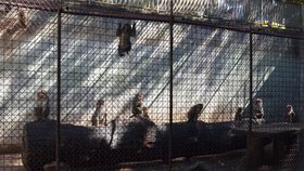 Nevážili si svobody ve volném výběhu,tak skončili olomoučtí makakové v dobře zajištěné trestanecké kolonii v bývalém medvědinci