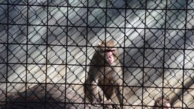 Nevážili si svobody ve volném výběhu,tak skončili olomoučtí makakové v dobře zajištěné trestanecké kolonii v bývalém medvědinci