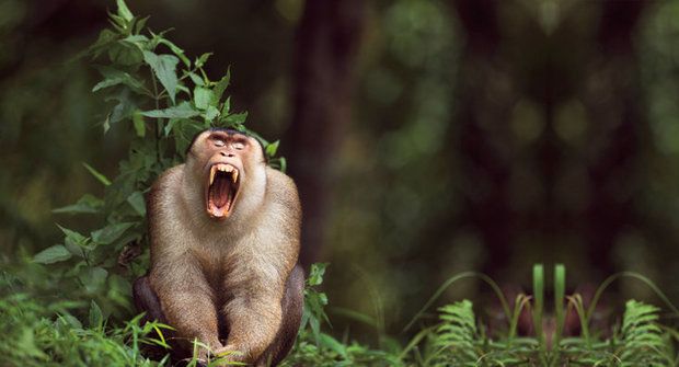 Opice na palmových plantážích už neškodí ale pomáhají