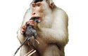 Samec makaka vepřího s krysou ulovenou na palmové plantáži