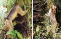 Opice na palmových plantážích: Samci i samice pátrají v dutinách kmenů palem, 3 ve kterých krysy přečkávají den