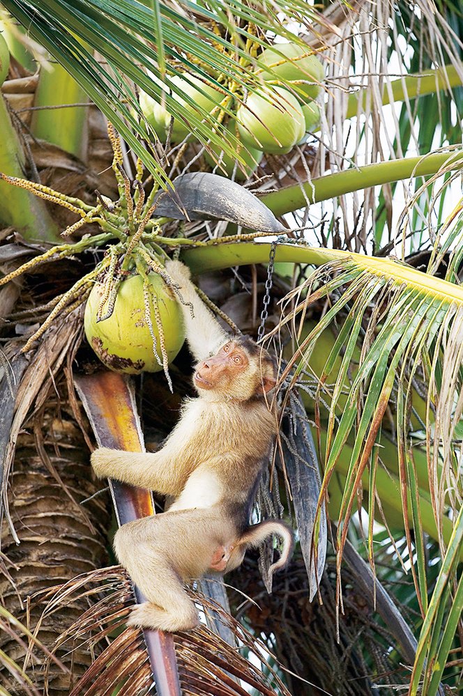 Makakové, kteří jsou velmi inteligentní a dají se snadno ochočit, se v jihovýchodní Asii už asi 400 let cvičí jako sběrači kokosových ořechů