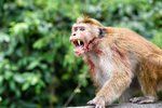 Makakové mohou být velice agresivní (ilustrační foto)