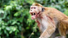 Makakové mohou být velice agresivní (ilustrační foto)