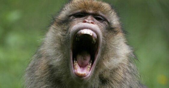 Agresivní makakové terorizují Japonsko. Při útocích zranili 42 lidí