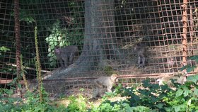 Makakové utekli z Olomoucké zoo.