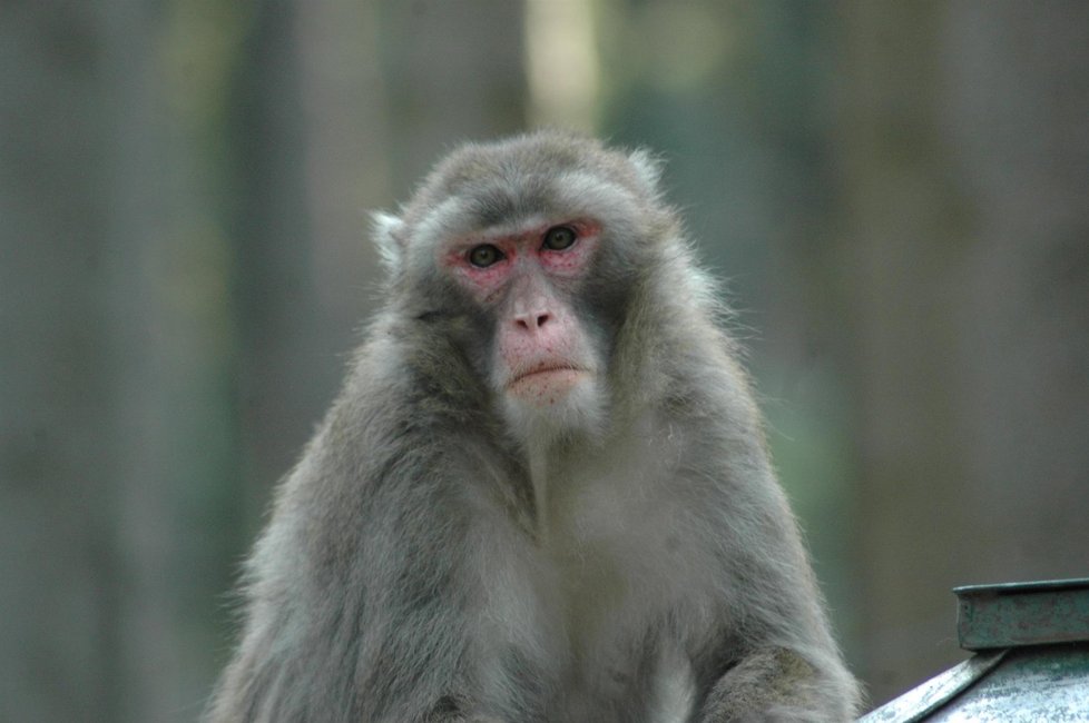 Makakové utekli z Olomoucké zoo.