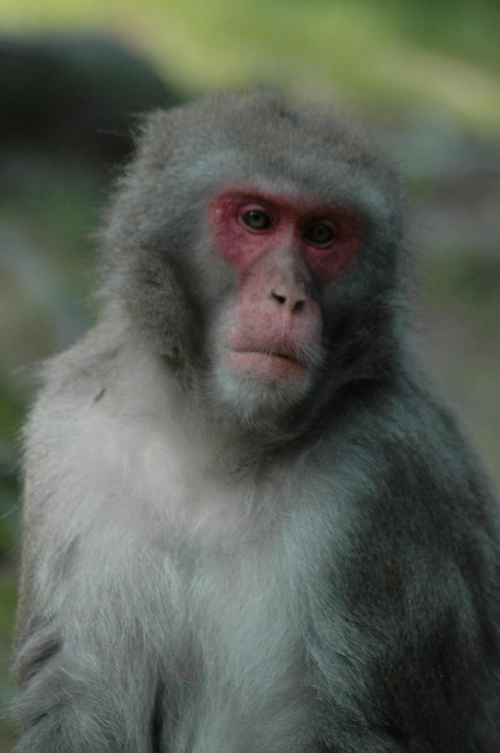 Makakové utekli z Olomoucké zoo.