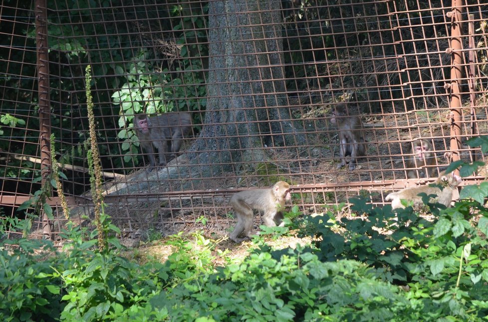 Makakové utekli z Olomoucké zoo.