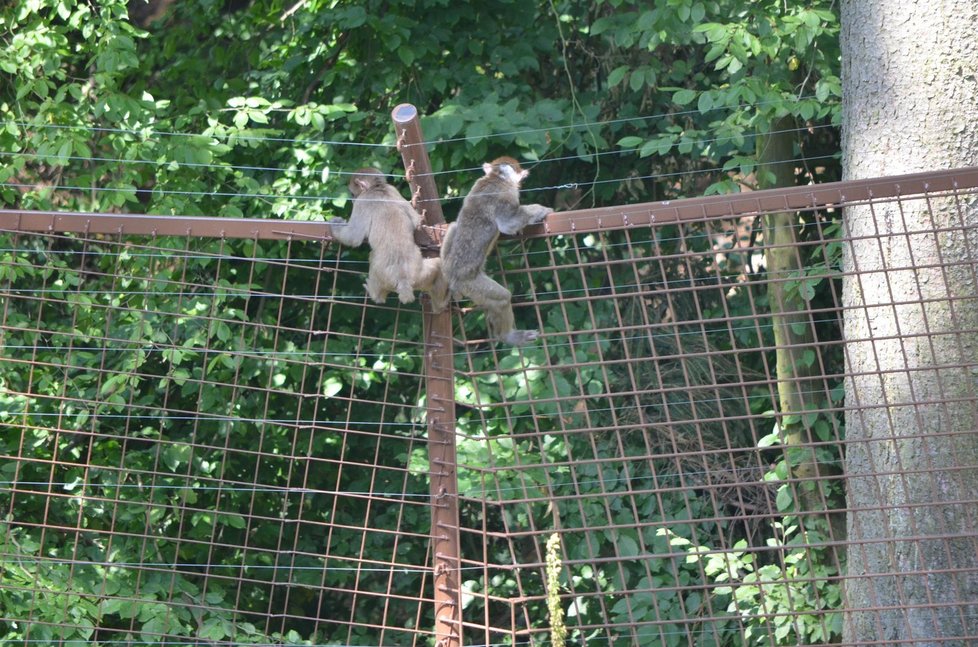 Makakové utekli z Olomoucké zoo.