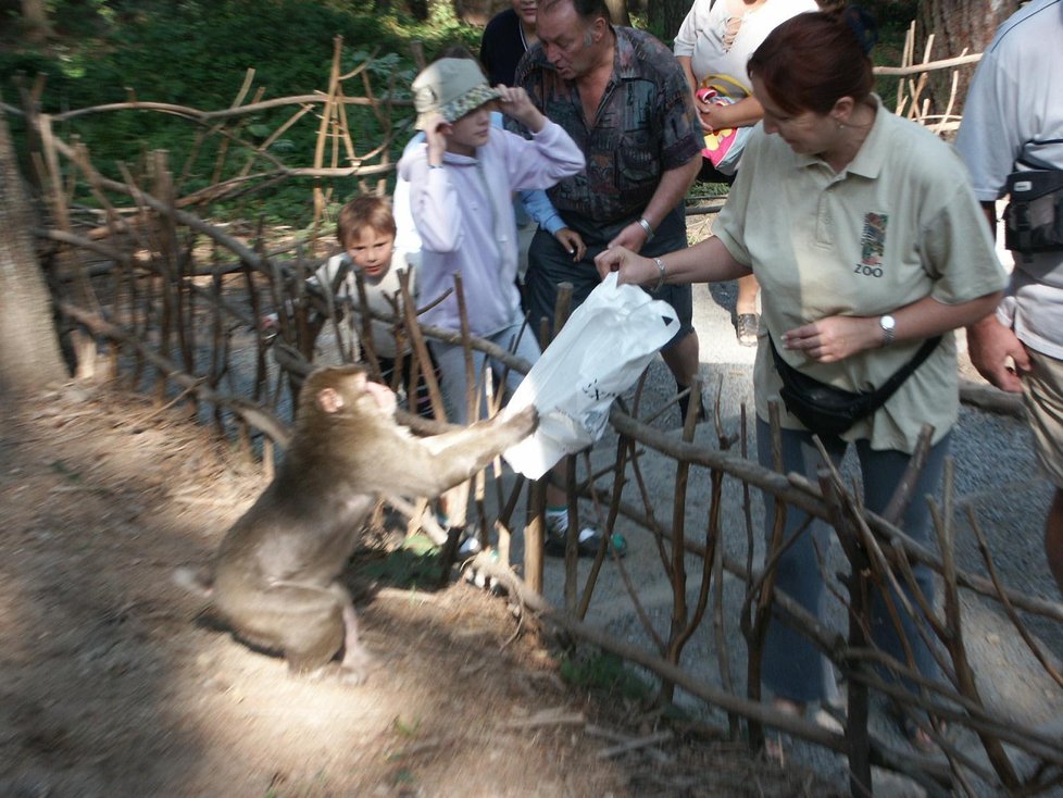 Makakové v Olomouci prosluli okrádáním návštěvníků zoo.