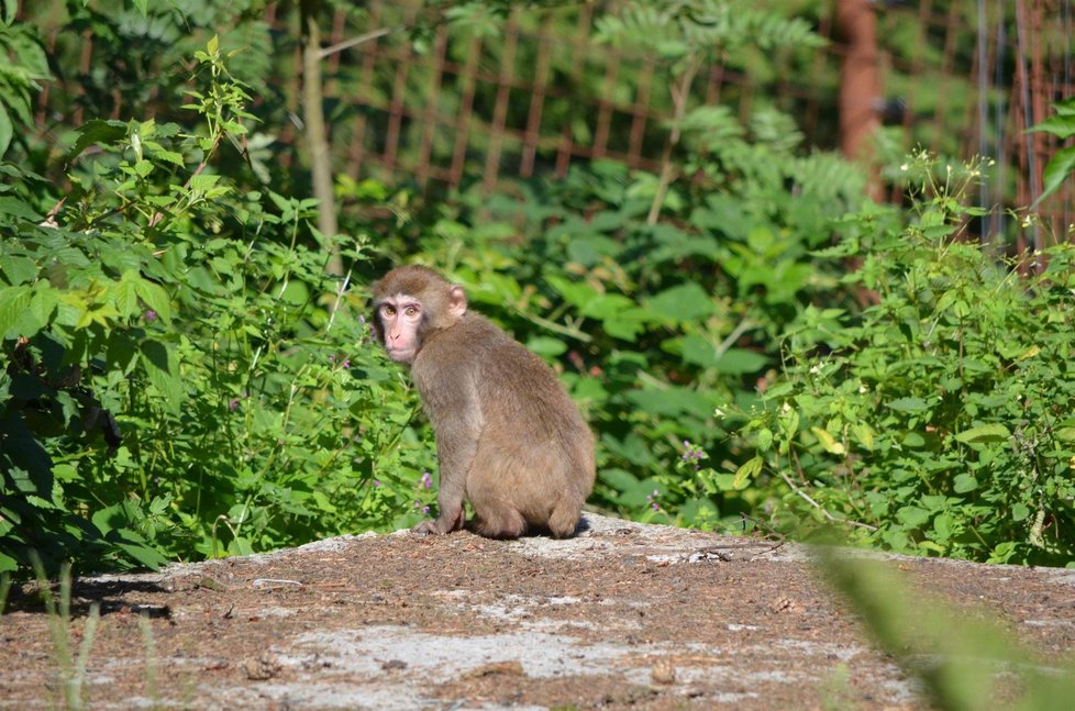 Makakové utekli z Olomoucké zoo.