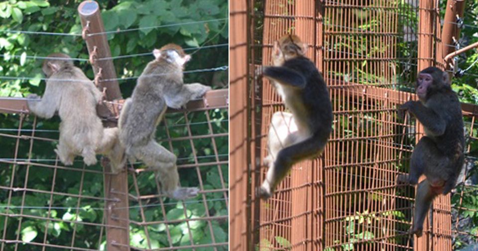 Makakové utekli z olomoucké zoo.