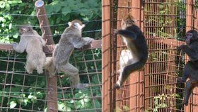 Makakové utekli z olomoucké zoo.