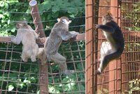 Opičí uprchlíci: Lidé mohou v Olomouci chodit mezi makaky, kteří ale z výběhu utíkají pryč