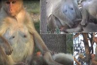 Opičí mámě zabil elektrický proud mládě: S tělíčkem se nechtěla rozloučit celé dny