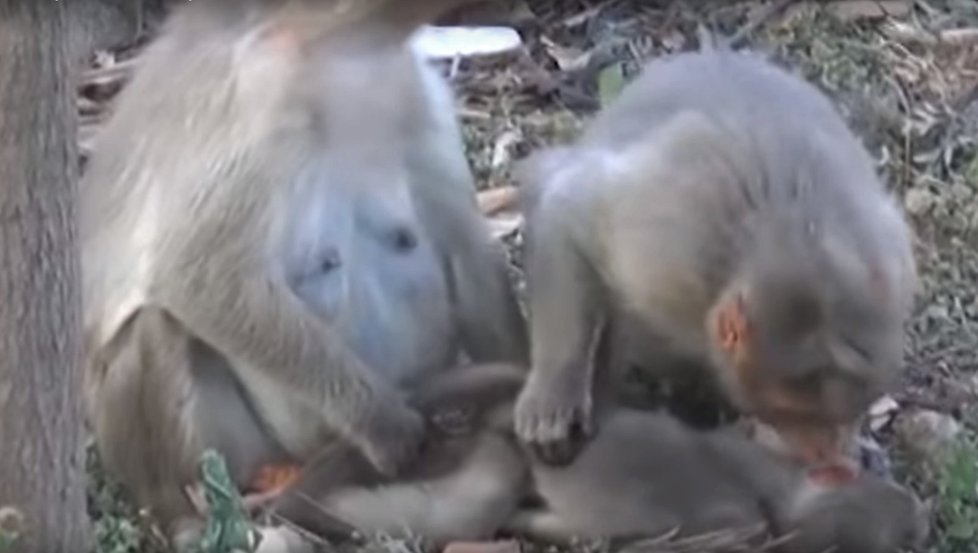 Opičí máma oplakává mrtvé mládě.