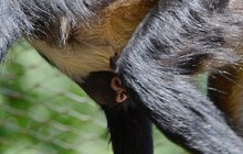 Radost z opičky v děčínské zoo: Narodil se pavouček?!