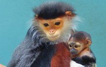 Světový úspěch Zoo Chleby: Narodila se nejkrásnější opička