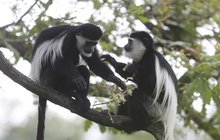 Triky gueréz z pražské zoo: Ocas jako kormidlo a pláštěnka