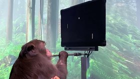 Mozkové implantáty vyvinuté ve start upu Neuralink Elona Muska umožily opicím ovládat videohru přímo svým vědomím.