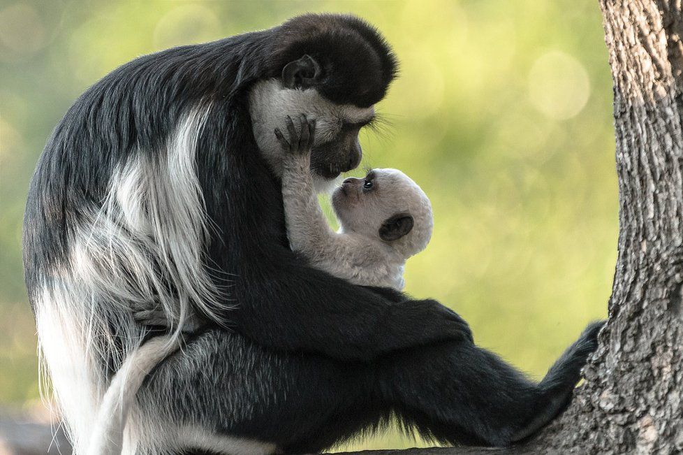 V Zoo Praha pokřtili další opičí mládě, gueréza pláštíková dostala jméno Kibo.