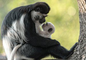 V Zoo Praha pokřtili další opičí mládě, gueréza pláštíková dostala jméno Kibo.