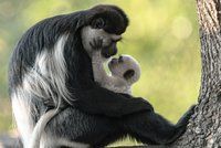 Další křest v Zoo Praha: Malá opička se jmenuje Kibo