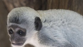 V Zoo Praha pokřtili další opičí mládě, gueréza pláštíková dostala jméno Kibo.